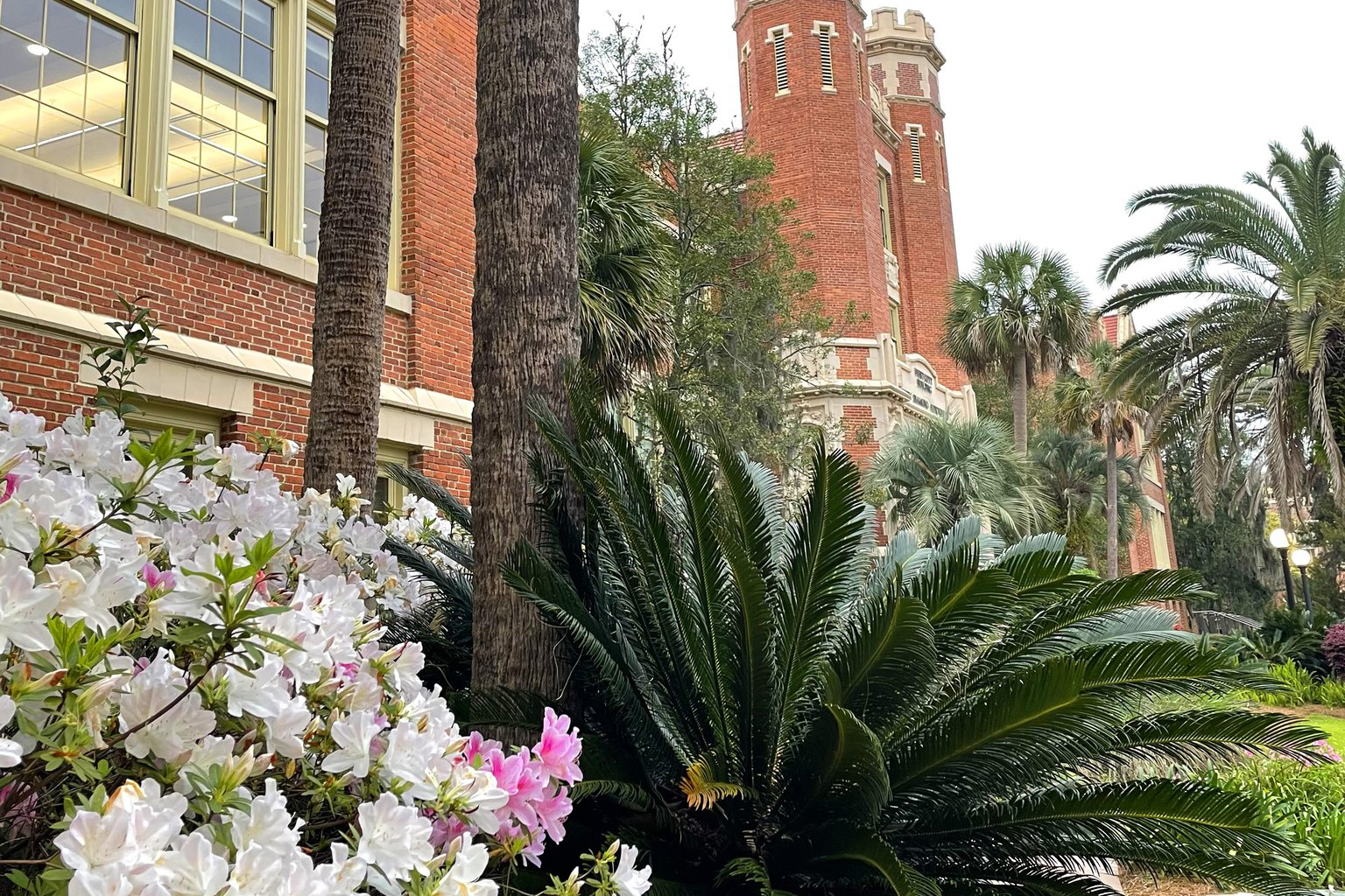 azaleas in front of Westcott Building